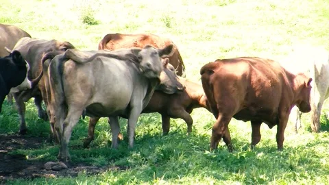 Cattle Stock Footage 108554111