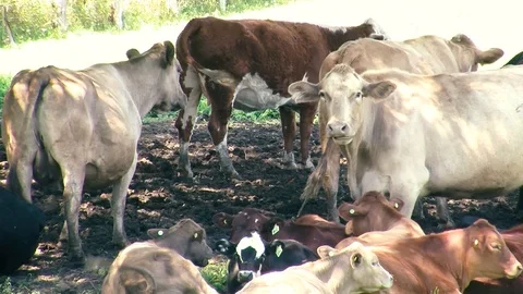 Cattle Stock Footage 108554114