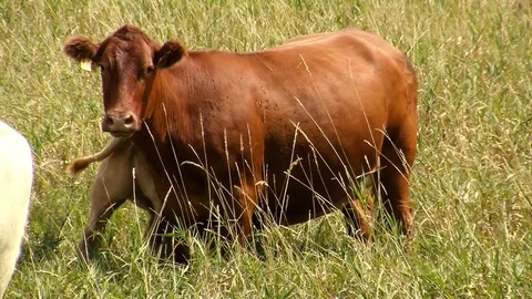 Cattle Stock Footage 108554149