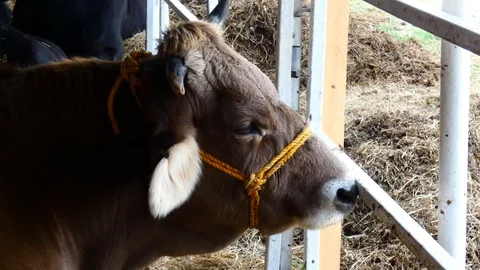 Cattle Stock-Footage 120769480