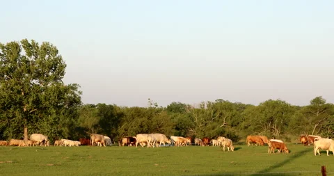 Cattle Vídeos de archivo 130932325