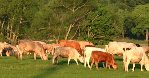 Cattle Vídeos de archivo 130932795
