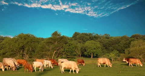 Cattle Vídeos de archivo 131389321