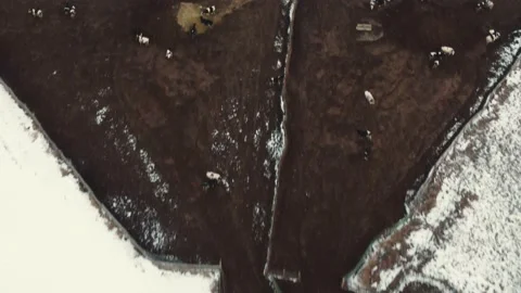 Cattle Stock Footage 229576516