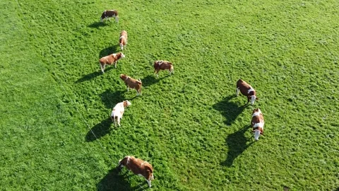 Cattle Video stock 295834927