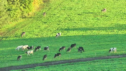 Cattle Stock-Footage 332392244