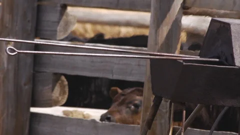 Cattle forge with background cows on Montana ranch Stock Footage 89599391