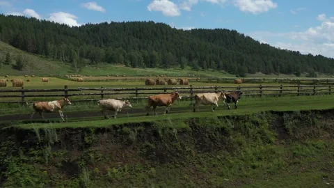 Cattle galloping across a lush farm landscape Видео 283655845