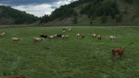 Cattle galloping across a vibrant green meadow Видео 288112380