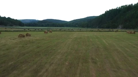 Cattle galloping across a vibrant green field Vídeo Stock 305412306