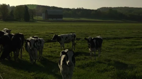 Cattle gather look at camera Stock Footage 7746033
