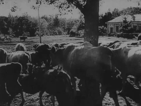 Cattle go out to graze Stock Footage 221532883