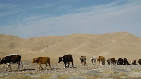 Cattle goes to pasture on the background of high hills Stock Footage 124489256