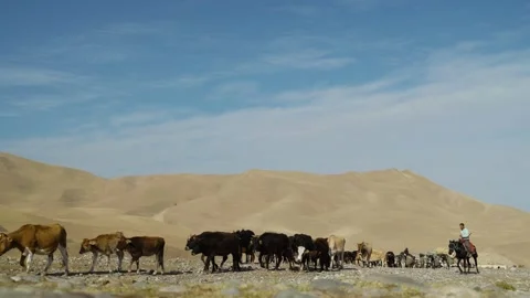 Cattle goes to pasture on the background of high hills Stock Footage 137650317