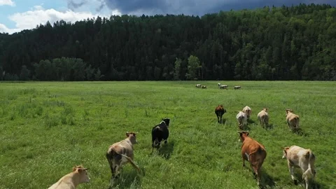 Cattle gracefully walking across a lush green pasture 動画素材 285160889