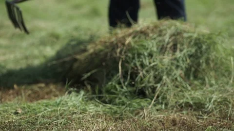 Cattle grass in a farm Stock Footage 126653637