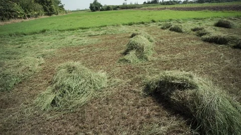 Cattle grass in a farm Stock Footage 126653742