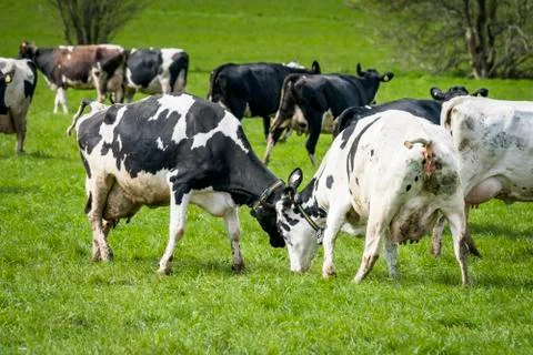 Cattle on grass in the spring playing around Stock Photos
