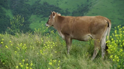 Cattle grating on a meadow in Caucasus mountains in Armenia Stock Footage 132032722
