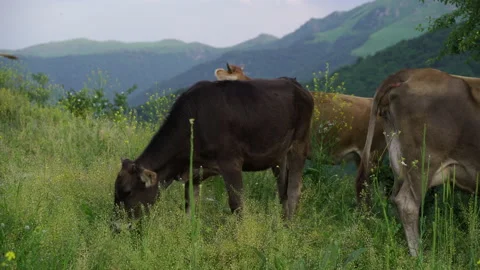 Cattle grating on a meadow in Caucasus mountains in Armenia Stock Footage 132039804