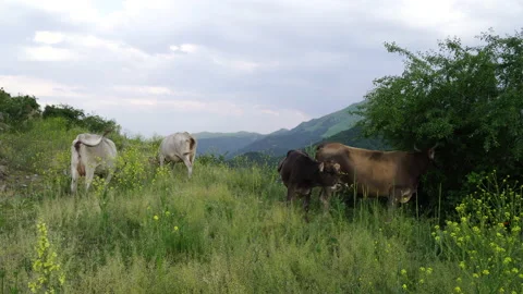 Cattle grating on a meadow in Caucasus mountains in Armenia Stock Footage 132040024