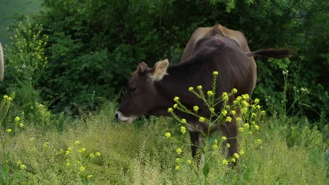 Cattle grating on a meadow in Caucasus mountains in Armenia Stock Footage 132040571