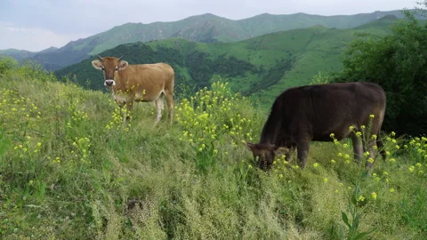 Cattle grating on a meadow in Caucasus mountains in Armenia Stock Footage 132040638