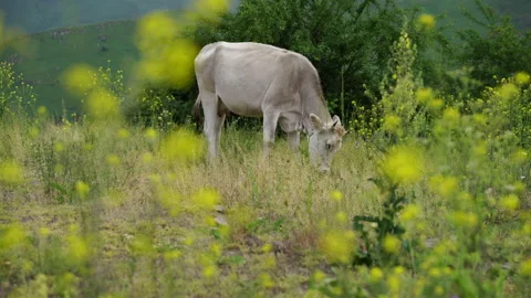 Cattle grating on a meadow in Caucasus mountains in Armenia Stock Footage 132041541