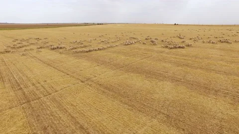 Cattle graze in the autumn field Stock Footage 153033341