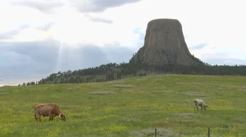 Cattle graze at the base of Devil's Tower Stock Footage 8677417