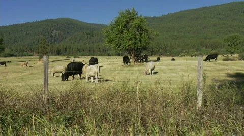 Cattle graze in field, with mountain backdrop Stock Footage 874974