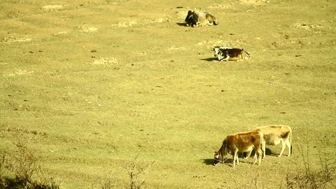 Cattle graze on a hillock Video stock 102777287