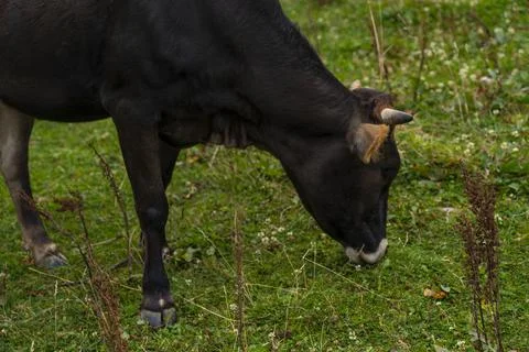 Cattle graze in the meadow Stock Photos