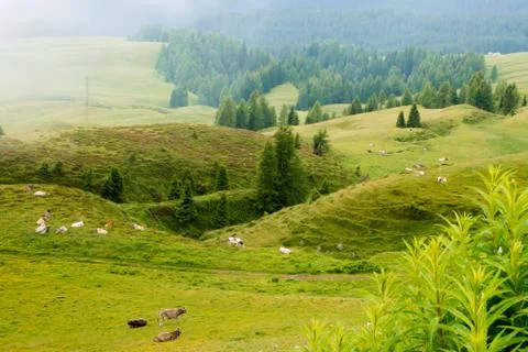 Cattle that graze in the mountains Stock Photos