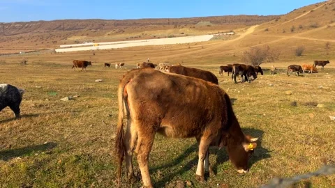 Cattle graze peacefully on sunlit hillside. Sustainable farming concept Vídeo Stock 336655636