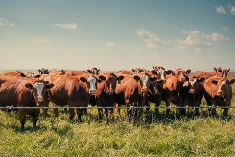 Cattle graze peacefully under a vast sky, their forms a study in brown hues. Stock Photos