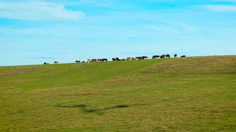 Cattle grazing across green hillside pasture. Beef cattle herd with cows and Stock Footage 346812675