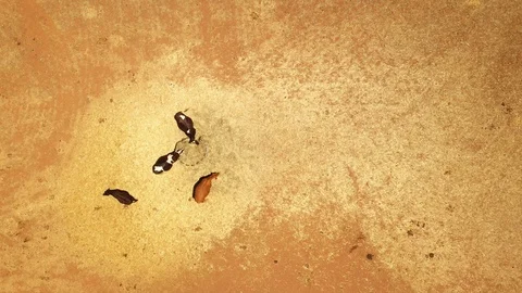 Cattle Grazing Aerial Video stock 98766435
