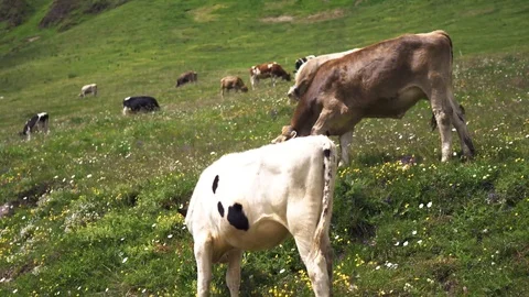 Cattle grazing on an alpine meadow Stockbeeldmateriaal 115119693