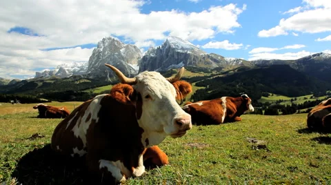 Cattle grazing in an Alpine meadow in the Italian Dolomites, Italy Stock Footage