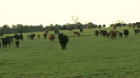 Cattle grazing and horse rancher Stock Footage