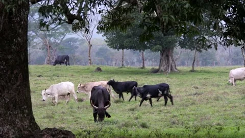 Cattle grazing and trying to mount each other 스톡 동영상 139101241