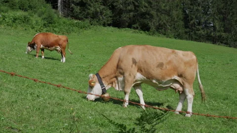 Cattle grazing on Austria mountain side Video stock 201444800