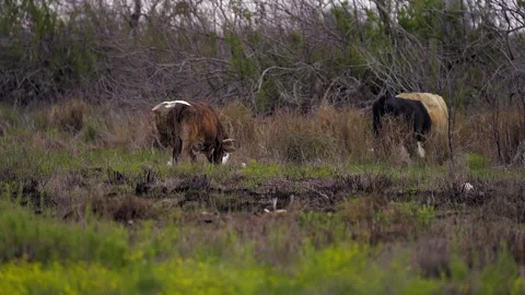 Cattle Grazing as Cattle Egrets Fly Past Stock-Footage 277911747