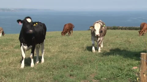 Cattle grazing contentedly Stock Footage