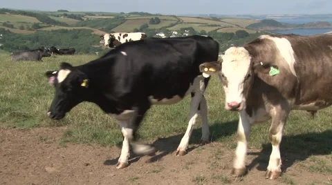 Cattle grazing contentedly Vídeo Stock 47176609