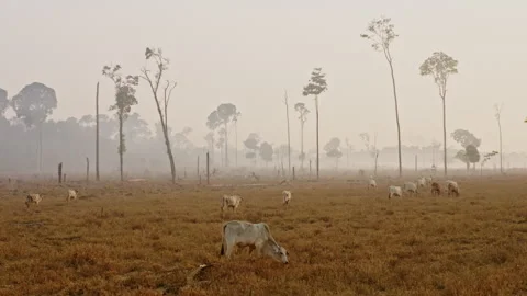Cattle grazing in a deforested area of the southern Amazon rainforest under Stock Footage 340335837