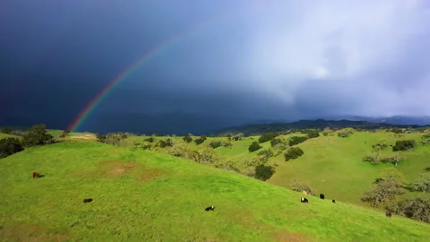 Cattle grazing with double rainbow and storm over mountains drone shot Stock Footage 150236090