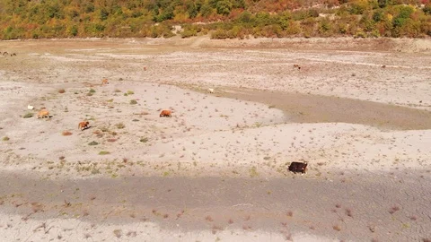 Cattle Grazing in the Dry Bed of the Aragvi River. 4k Ultra HD video Vidéo 102128181
