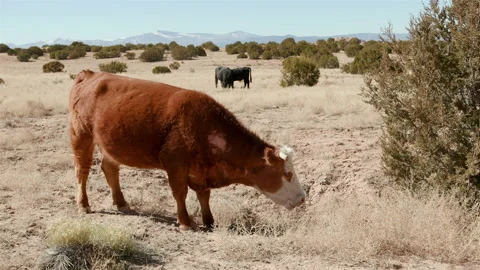 Cattle Grazing on Dry Desert Shrubs and Grasses Stock Footage 196243208